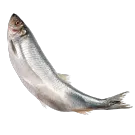 Сельдь