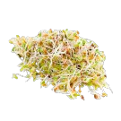Ростки сои
